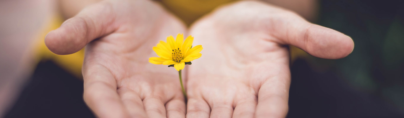 Photo of hands offering a flower
