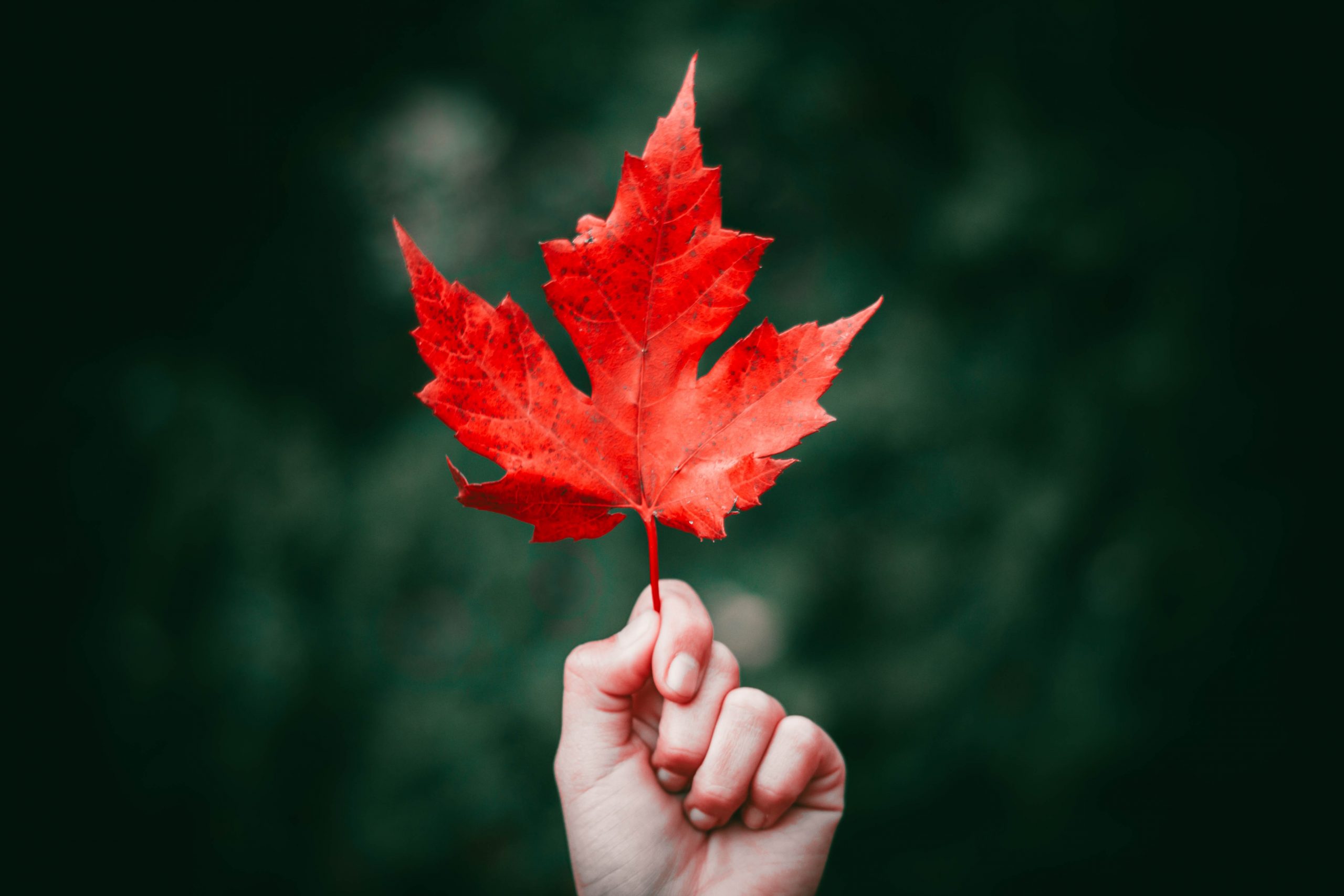 Photography of a maple leaf
